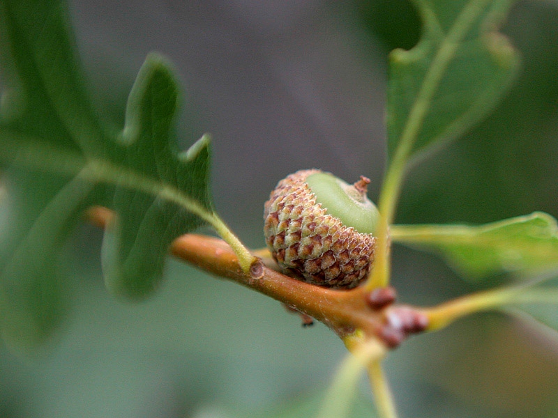 acorn