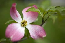 Dogwood