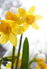 daffodils