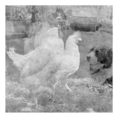 Photo of chicken and dog